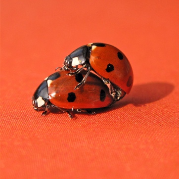 LADYBUGS
